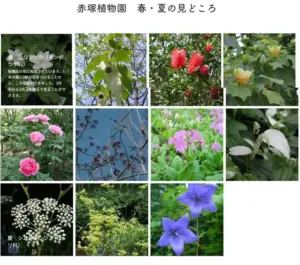 009 赤塚植物園　きら星にそら猫