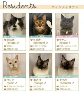 007 ニャンジャタウン きら星にそら猫